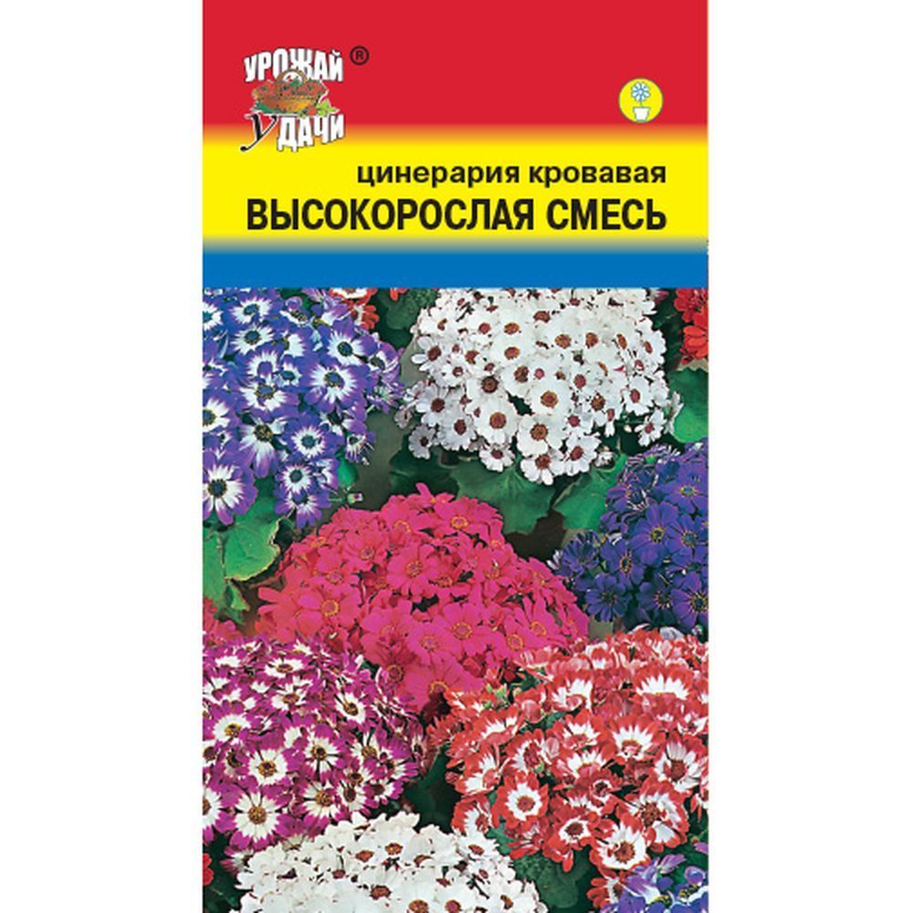Цинерария Венеция Купить Семена