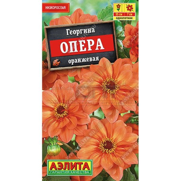 Георгина Опера оранжевая 7шт ЦП 00-00595042 Аэлита